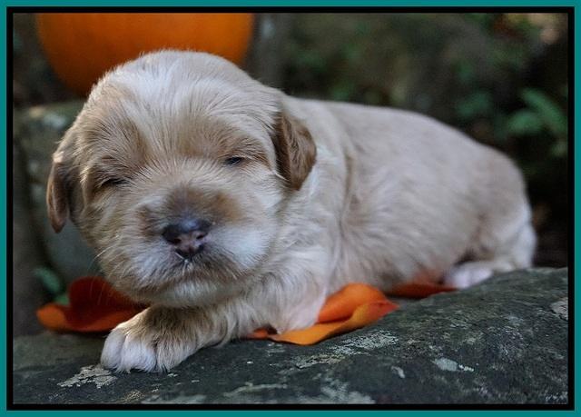 Elie Blaze pups 2 wks old 161
