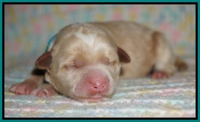 Ellie Blaze Newborn individ pics 121