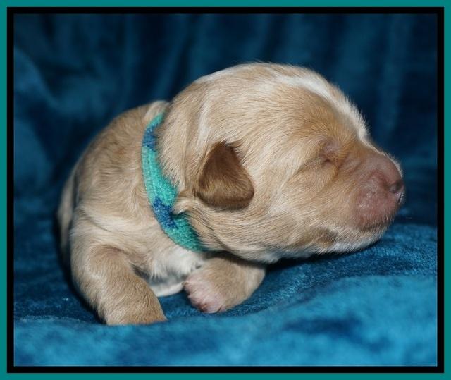 Ellie Blaze pups 1 wk old 151