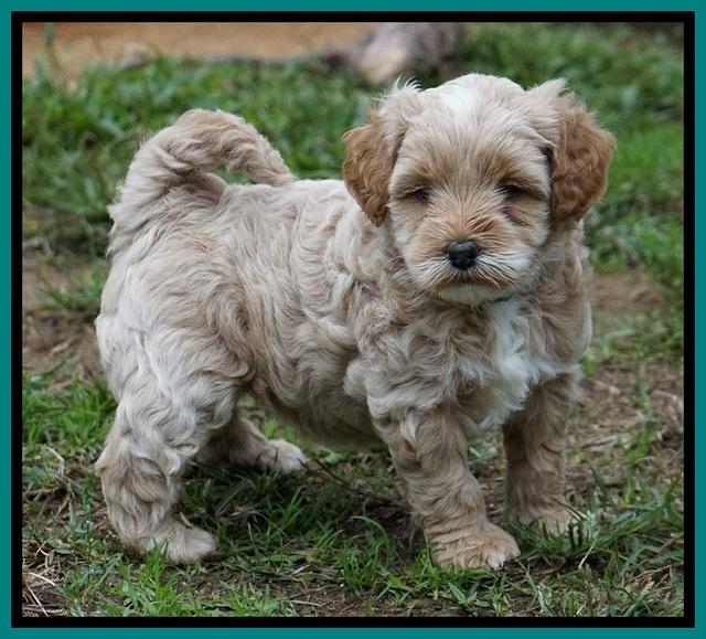 Ellie Blaze pups 5 wks old 281