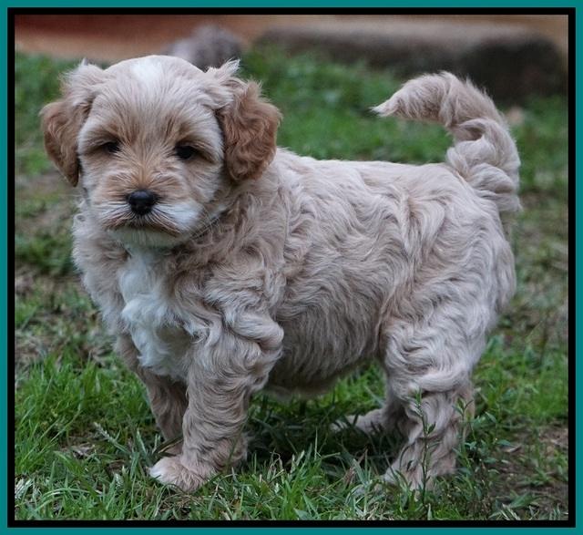 Ellie Blaze pups 5 wks old 291
