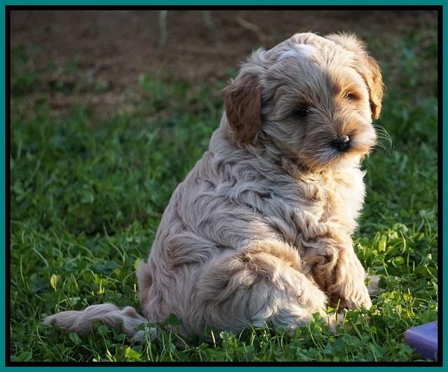 Ellie Blaze pups 6 wks old 221