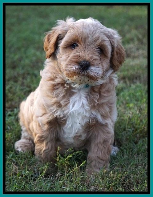 Ellie Blaze pups 6 wks old 231