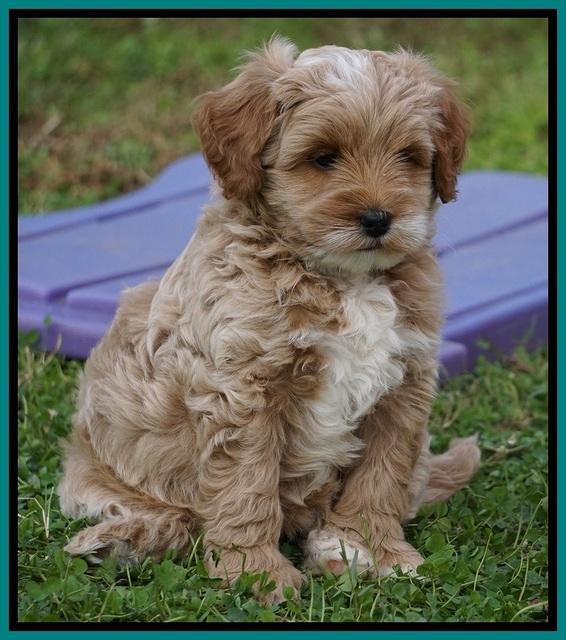 Ellie Blaze pups 7 wks old 231