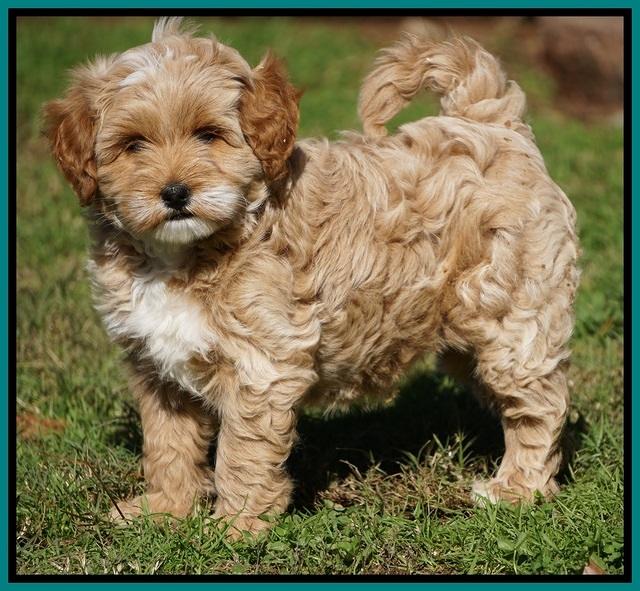 Ellie Blaze pups 7 wks old 261