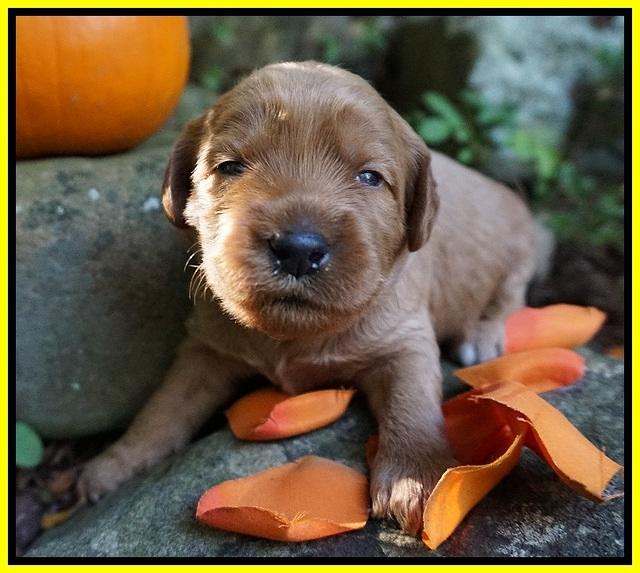 Elie Blaze pups 2 wks old 171