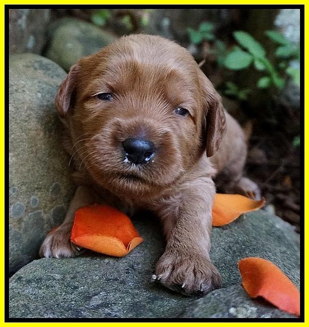 Elie Blaze pups 2 wks old 181