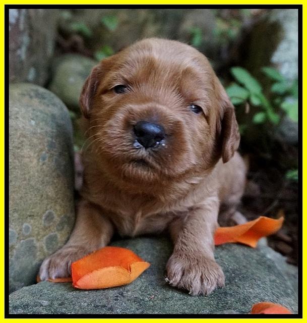 Elie Blaze pups 2 wks old 191