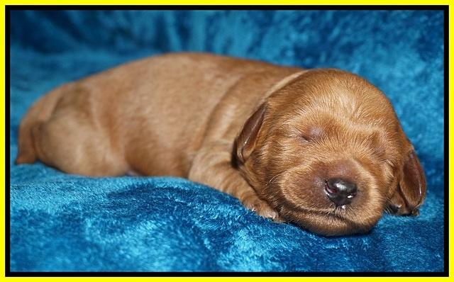 Ellie Blaze pups 1 wk old 181