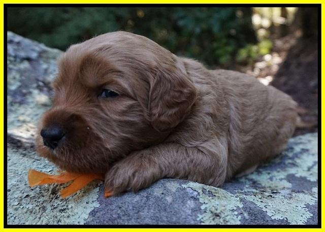 Ellie Blaze pups 3 wks old 221