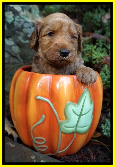 Ellie Blaze pups 4 wks old 251