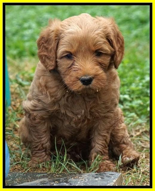 Ellie Blaze pups 5 wks old 301