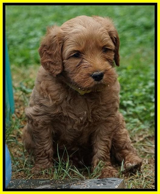 Ellie Blaze pups 5 wks old 311