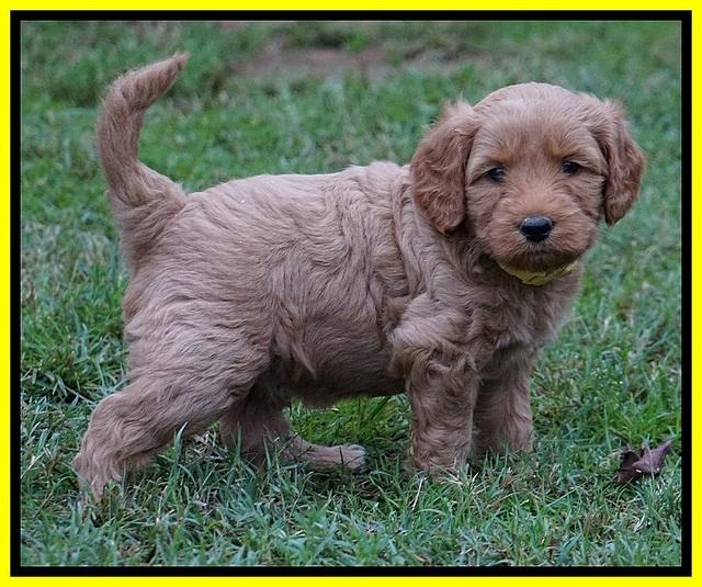 Ellie Blaze pups 5 wks old 321