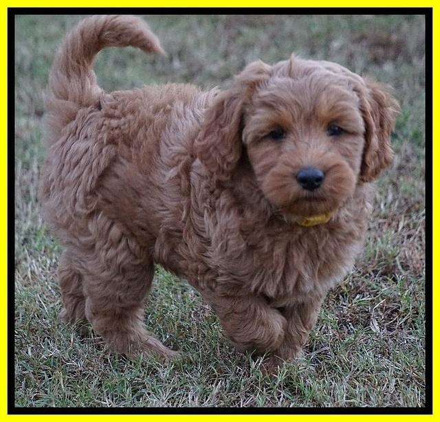 Ellie Blaze pups 7 wks old 2 096