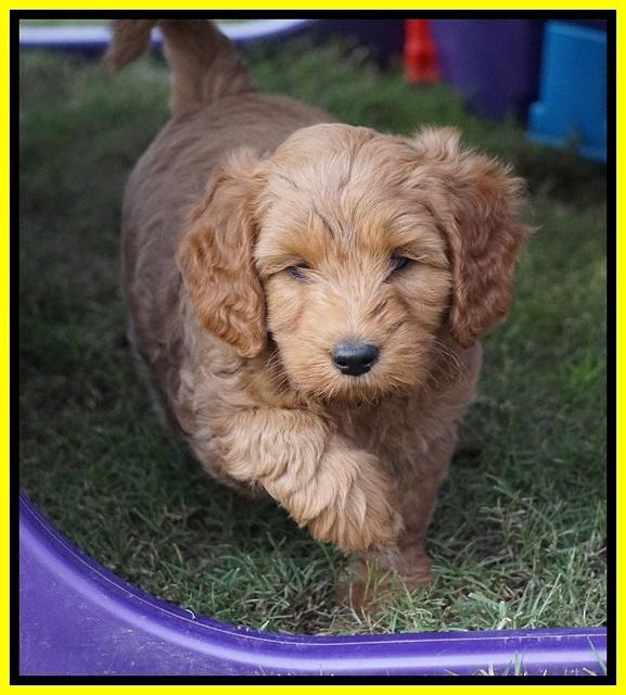 Ellie Blaze pups 7 wks old 281