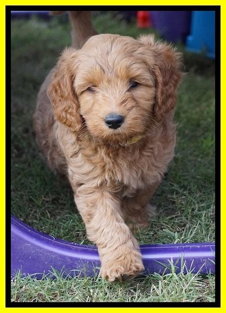 Ellie Blaze pups 7 wks old 291