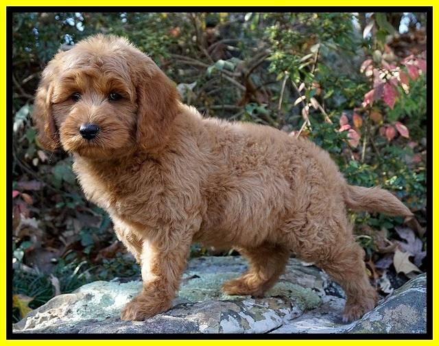 Ellie Blaze pups 8 wks old 1 037