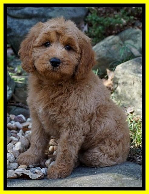 Ellie Blaze pups 8 wks old 1 059