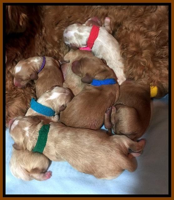 Ellie Blaze  newborn pups 1
