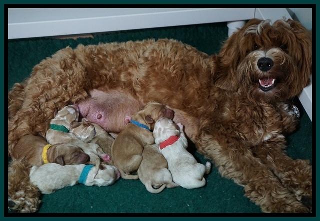 Ellie Blaze Newborn individ pics 151