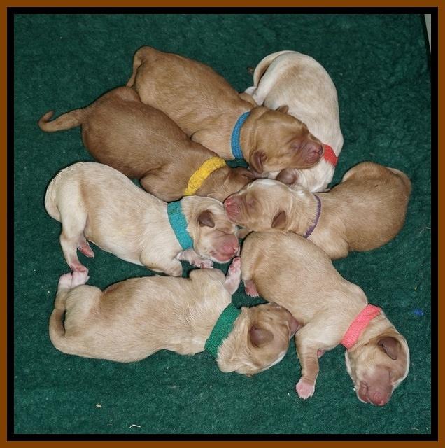 Ellie Blaze Newborn individ pics 161