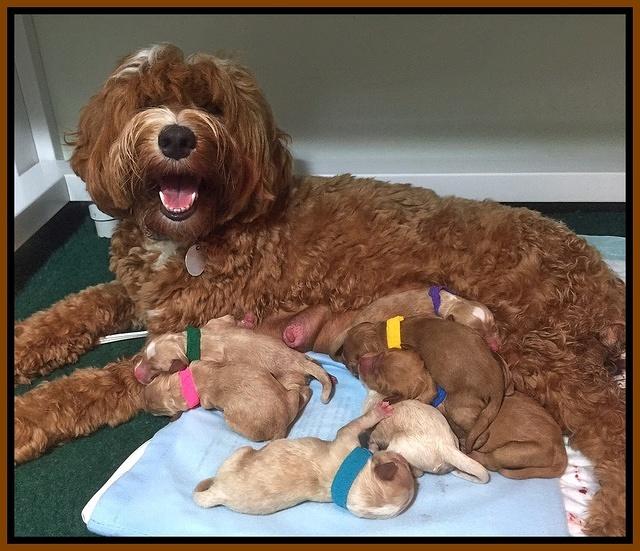 Ellie Blaze newborn pups 3