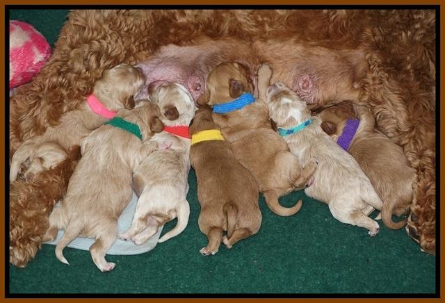 Ellie Blaze pups 1 wk old 191