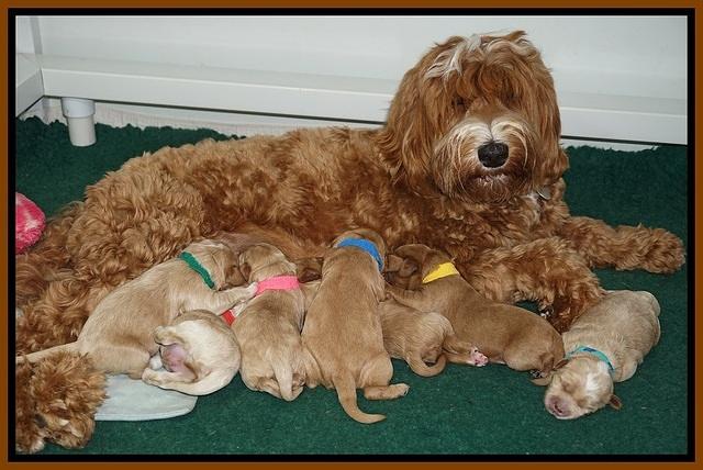 Ellie Blaze pups 1 wk old 201