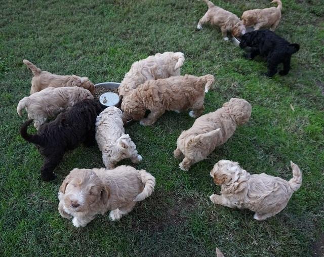 Ellie Blaze pups 6 wks old 301