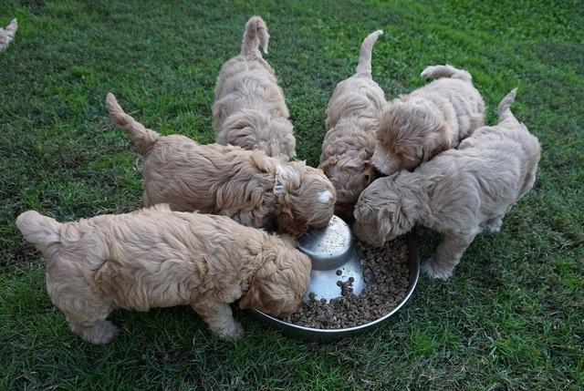 Ellie Blaze pups 6 wks old 311