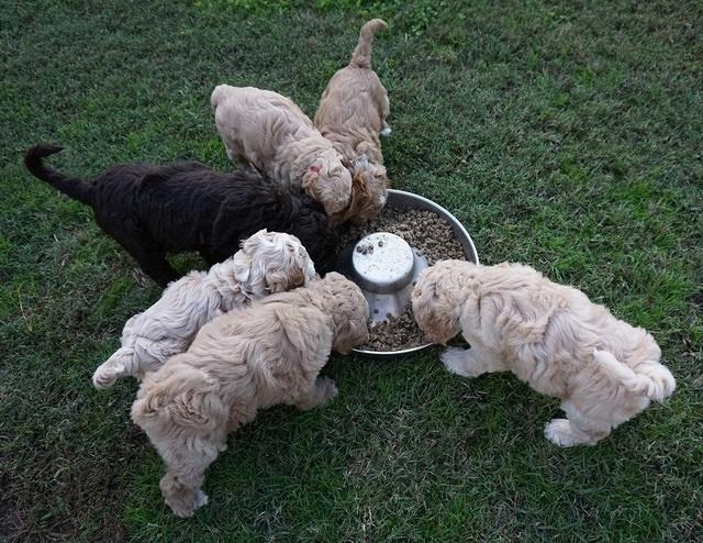 Ellie Blaze pups 6 wks old 321