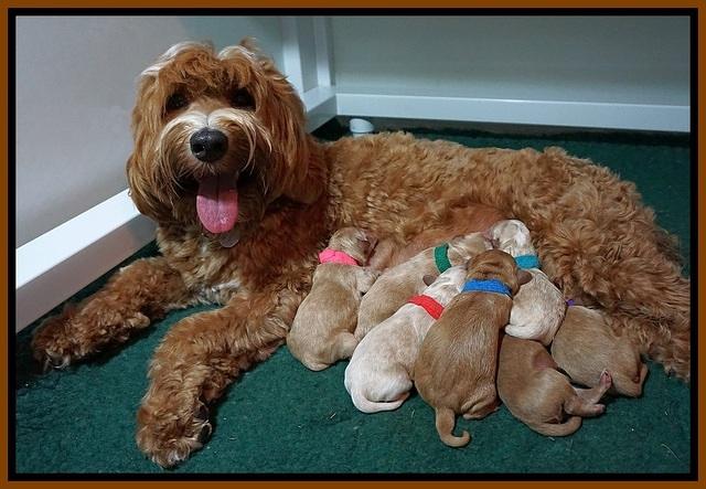 Ellie Newborn litter 2 009
