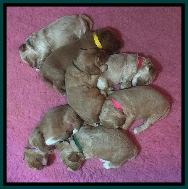 Ellie blaze pups 2 wks old group