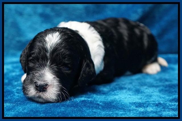 Paris Dempsey pups 2 wks old 51