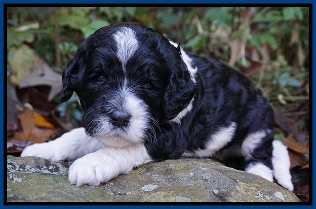 Paris Dempsey pups 3 wks old 61