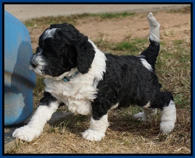 Paris Dempsey pups 5 wks old 2 040