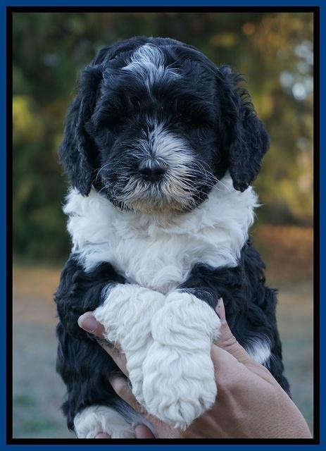 Paris Dempsey pups 5 wks old faces 21