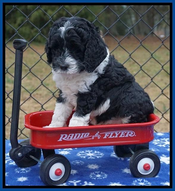Paris Dempsey pups 6 wks old 1 006