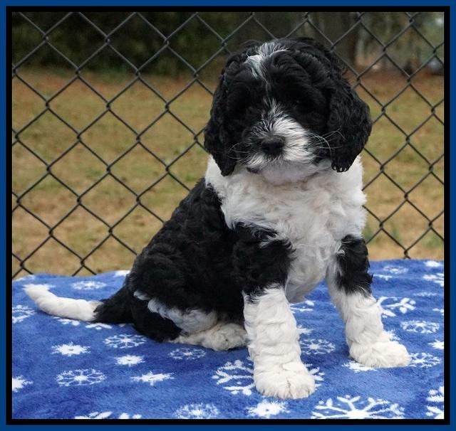 Paris Dempsey pups 6 wks old 1 019