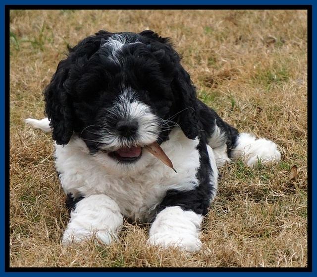 Paris Dempsey pups 6 wks old 5100