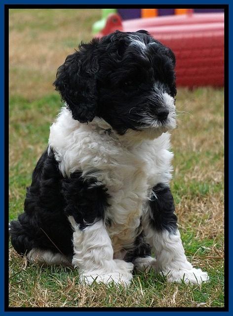 Paris Dempsey pups 6 wks old 6100