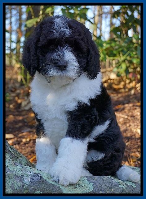 Paris Dempsey pups 8 wks old 1 017