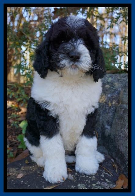 Paris Dempsey pups 8 wks old 1 026