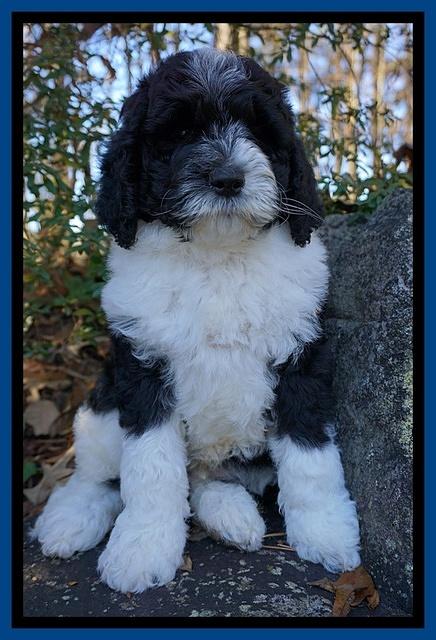 Paris Dempsey pups 8 wks old 1 029