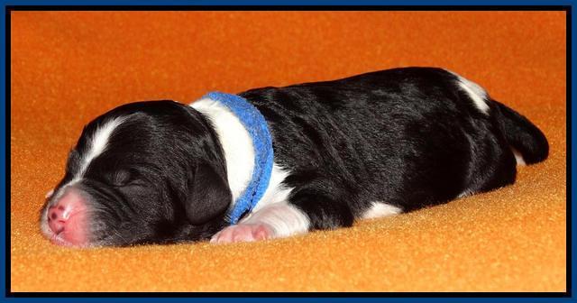 Paris Dempsey pups newborn 410