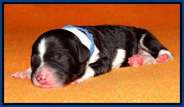 Paris Dempsey pups newborn 510