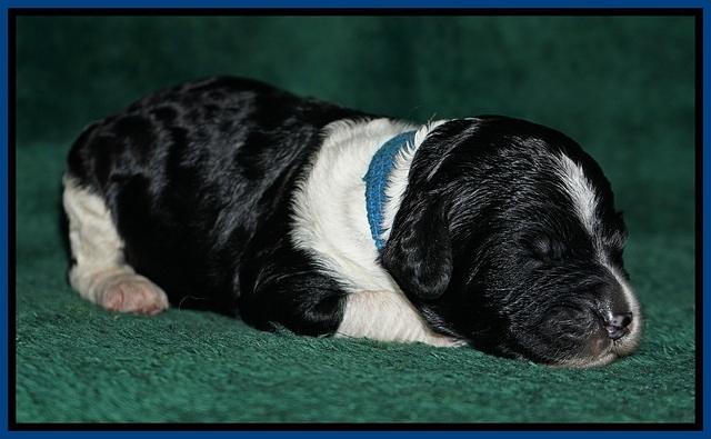 Paris Dempsey pups one wk old 5100