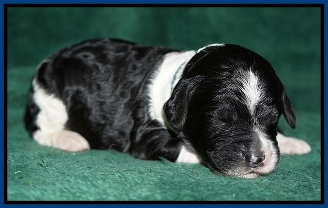 Paris Dempsey pups one wk old 6100