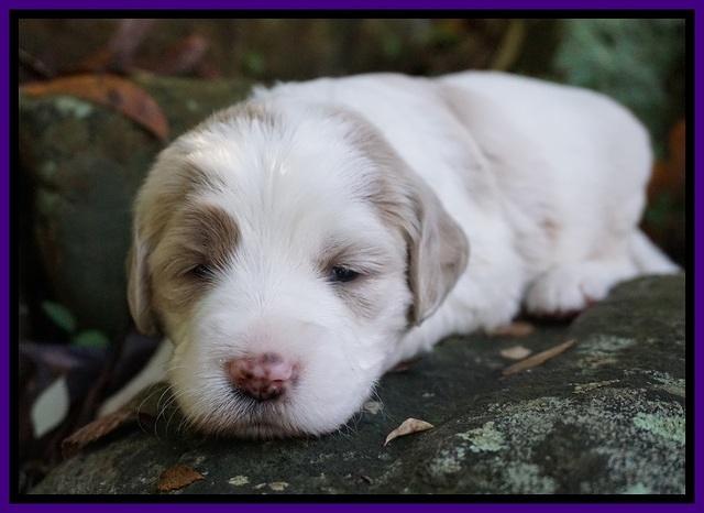 Paris Dempsey pups 3 wks old 111